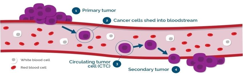Znaczenie biologiczne CTC kluczowa rola w tworzeniu przerzutów nowotworowych, w tym odległych mechanizm nie do końca poznany zjawisko ekstrawazacji migracja z naczynia do