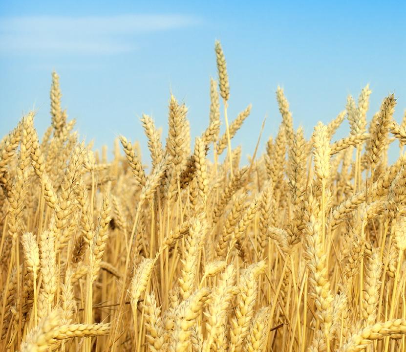 NOWOŚĆ CHWASTOX COMPLEX 260 EW to unikatowy herbicyd do zwalczania najważniejszych w uprawie pszenicy ozimej.