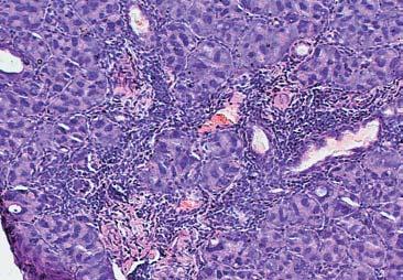 6 and 8, the epithelial stroma of the mucous membrane was observed to have symptoms of swelling. In rat no. 4, a small number of individual eosinophils were observed (Fig. 3), and in rat no.