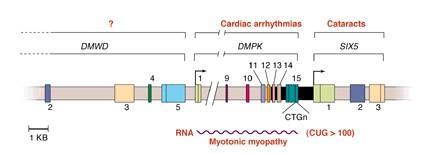 Sąsiedztwo genu DMPK i lokalizacja powtórzeń SIX5 czynnik transkrypcyjny zawierający