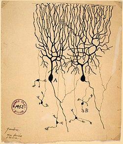 akson kolce dendrytyczne neuron Purkyniego: wielobiegunowy,