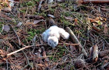 Fot. 3. Martwe pisklę sowy uszatej po silnej wichurze, Leśnictwo Bierzwnik (fot. A. Nowak) Photo 3. Dead Eared Owl chick after a strong storm, Forestry Bierzwnik Najrzadszym gatunkiem był puchacz.