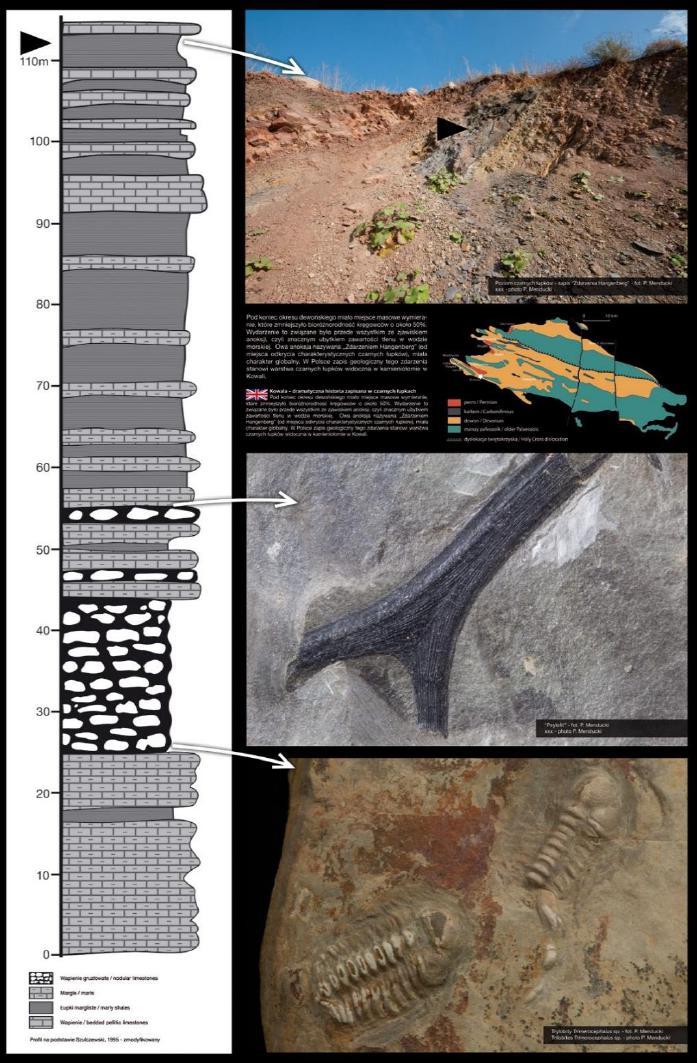 VI.2 KOPALNIA,,KOWALA KOPALNIA,,KOWALA PROFIL SKAŁ MŁODSZEGO PALEOZOIKU W PÓŁNOCNEJ CZĘŚCI WYROBISKA - JEDNA Z NAJLEPIEJ ZBADANYCH SUKCECJI DEWONU GÓRNEGO I KARBONU DOLNEGO NA ŚWIECIE - UNIKATOWY