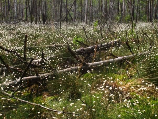 czej jest częścią Specjalnego Obszaru Ochrony Siedlisk Natura 2000 PLH060043 Lasy Sobiborskie.