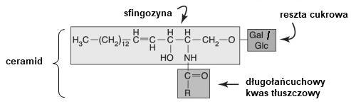 Fosfatydylocholiny (lecytyny): składniki błon biologicznych, źródło choliny. Rycina 7.