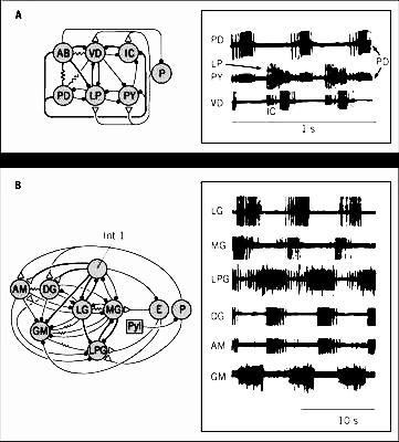 edu/stg/ Sieci neuropodobne XII, Centralne generatory wzorców 6 Zwój nerwowy homara składa się z kilku generatorów odpowiadających za kontrolę poszczególnych