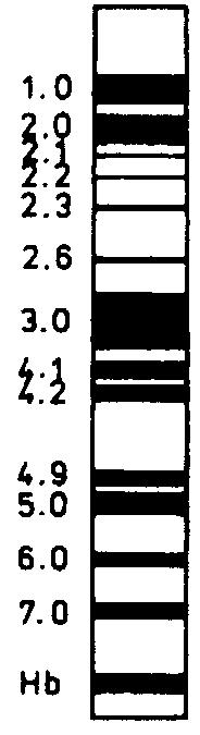 2. Błony biologiczne 72 BIAŁKA PERYFERYJNE A BIAŁKA INTEGRALNE B Spektryna { ankiryna ( dematyna aktyna dehydrogenaza aldehydu 3-fosfoglicerynowego BIAŁKO PRZENOSZĄCE ANIONY PAS 1 glikoforyna PAS 2