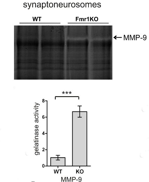 Fmr1KO w porównaniau z myszami o genotypie dzikim. To nasunęło kolejne pytanie - czy lokalna translacja mrna MMP-9 jest regulowana przez białko FMRP?