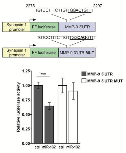 ona wpływać na funkcje synapsy. A B C D Ryc. 5. mir-132 reguluje ekspresję 3 UTR mrna MMP-9 w neuronach. A. Schemat przedstawiający porównanie sekwencji nukleotydowej fragmentu 3 UTR mrna MMP-9 z zaznaczonymi miejscami oddziaływania mir-132 i sekwencją G-kwartetu.