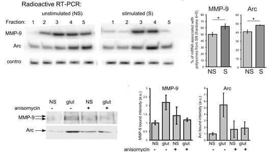 E. De novo synteza białka MMP-9 i Arc w synaptoneurosomach po stymulacji uwidoczniona dzięki inkorporacji HPG.