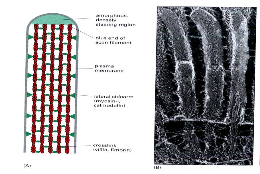 cytoplazmy Filamenty aktynowe zmieniają kształt błony w