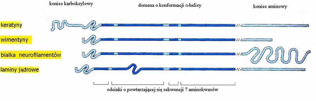 Filamenty pośrednie Klasyfikacja FP w oparciu o sekwencje domeny