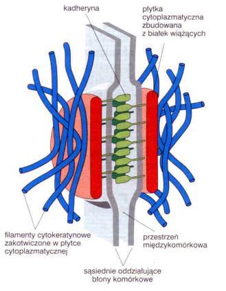 desmosomy