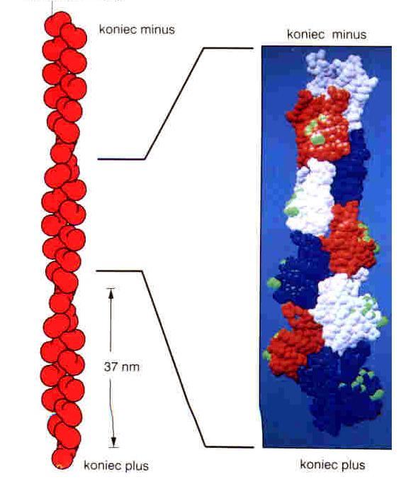 43 kda izoformy: a-, b-, g