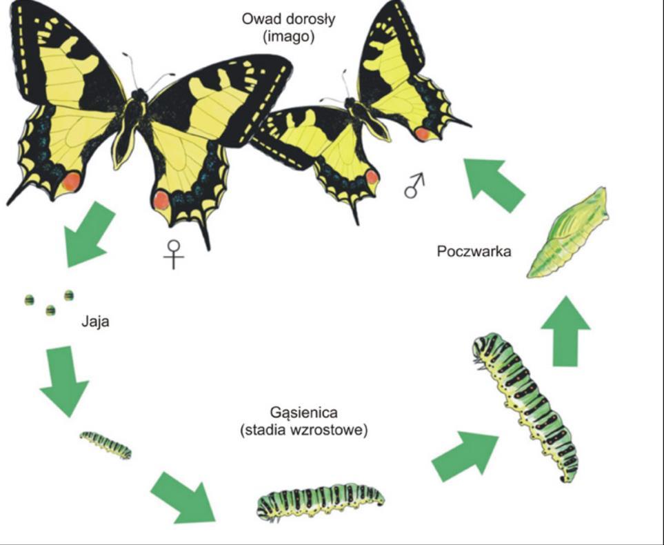 Przeobrażenie zupełneholometabolia Przeobrażenie zupełne owadów typ metamorfozy
