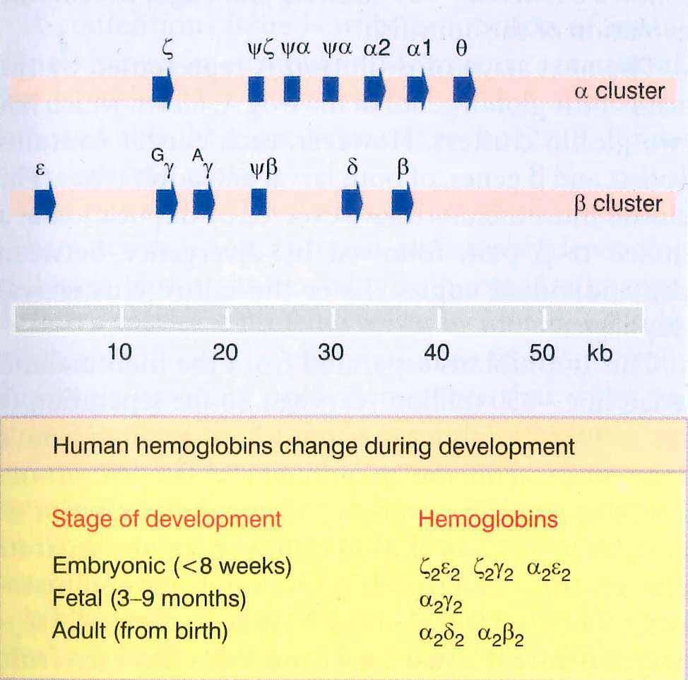 Grupa (cluster) ludzkich genów hemoglobiny grupy podobnych genów