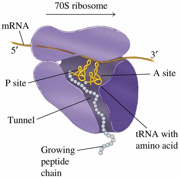 Budowa rybosomu Translacja - dokończenie mrna mała podjednostka - wiązanie mrna duża