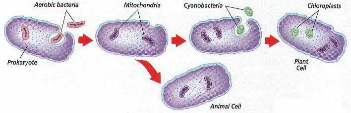 Genomy organellowe Teoria endosymbiozy mitochondria i chloroplasty powstały z symbiotycznych bakterii