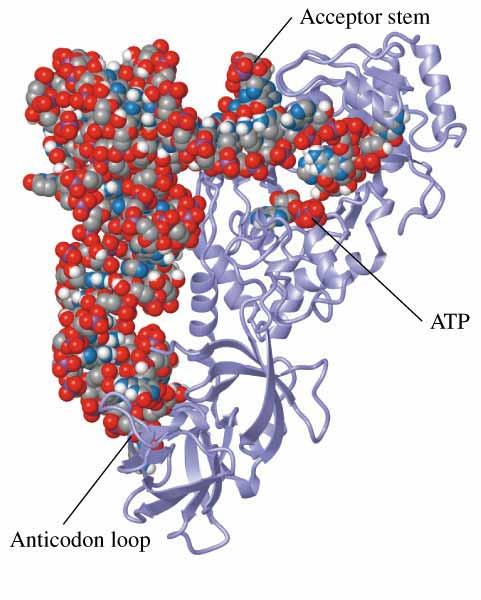 synteza aminoacylo-trna trna energia z ATP syntetazy rozpoznają różne