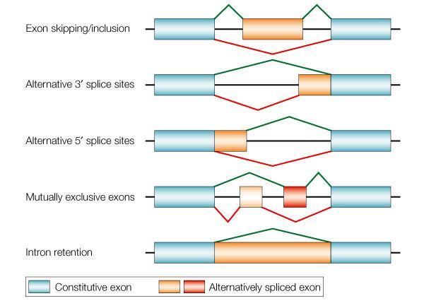 Przykłady alternatywnego splicingu Nature Reviews Genetics 3, 285