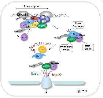 RNA Pol II a translokacja i eksport mrna z jądra Różne etapy biogenezy i translokacji mrna przez pory jądrowe są ścisle sprzężone.