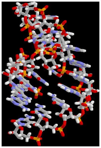 the RNA