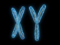 CHROMOSOMY i struktura chromatyny Struktura chromatyny