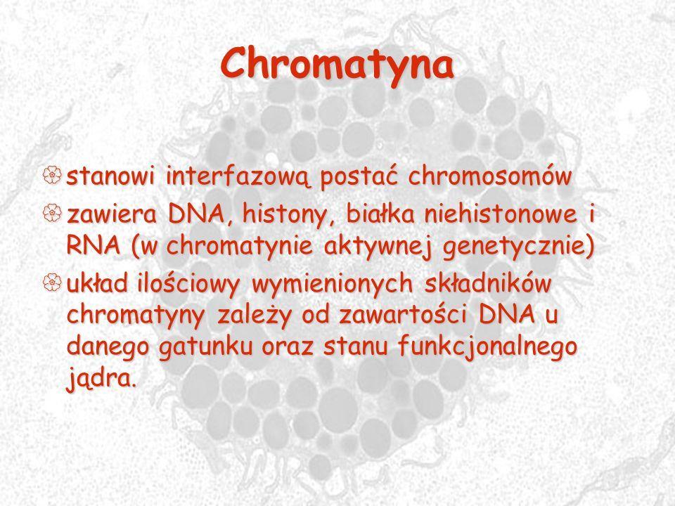 w jądrze komórkowym obok siebie występują regiony o