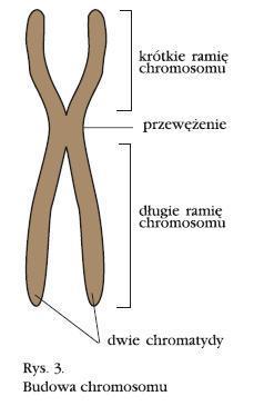 BUDOWA I RODZAJE