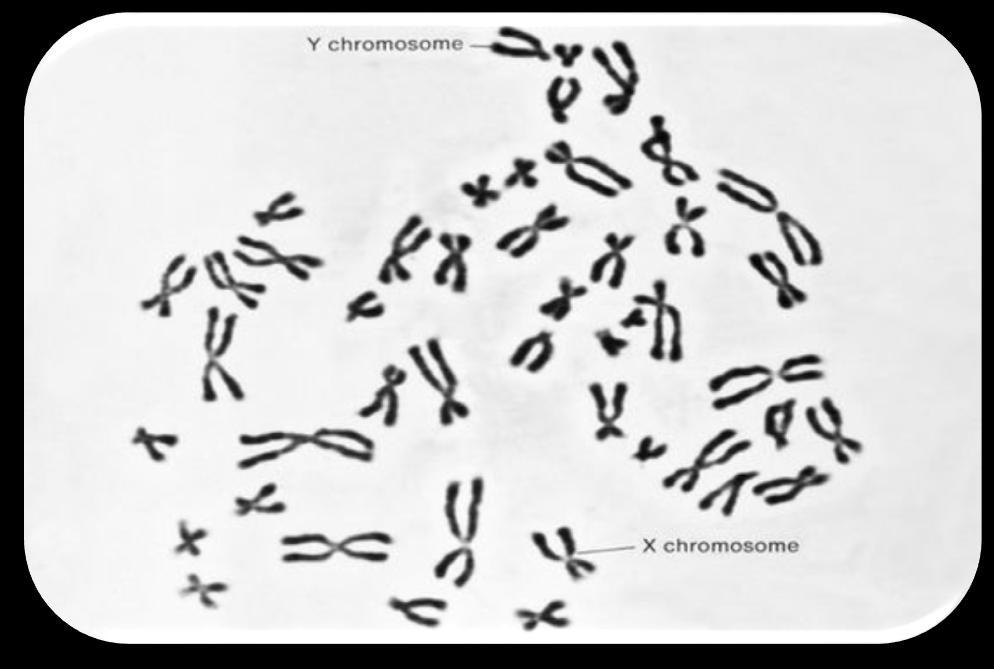 kariotyp kompletny zestaw chromosomów komórki somatycznej organizmu.