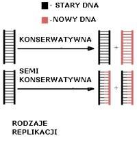 charakter nowa nić DNA dkłada się z jednej