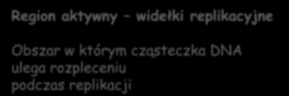 Region aktywny widełki replikacyjne Obszar w którym