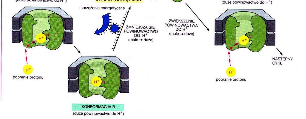 allosteryczne zmiany