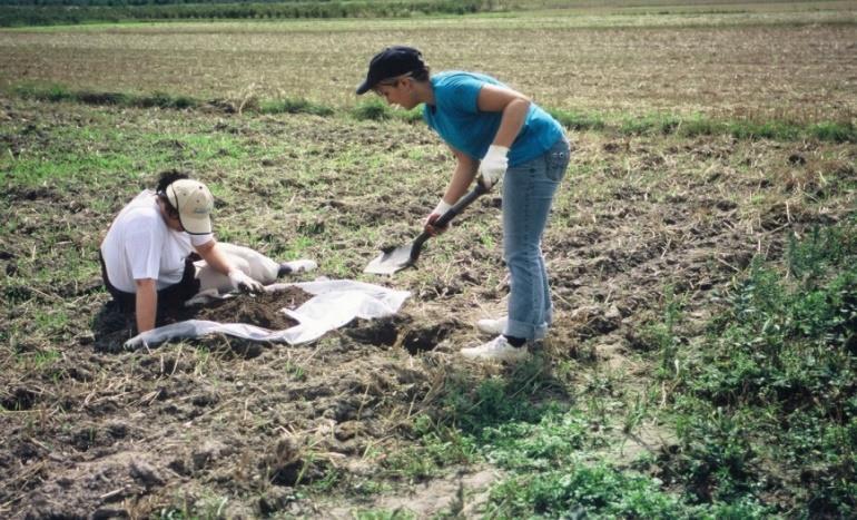 Przeglądanie prób gleby na obecność pędraków chrabąszcza majowego (fot. B.