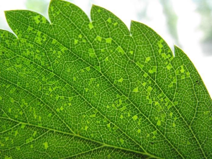 Dobór odmian Mniejszą podatnością na bakteryjną kanciastą plamistość liści