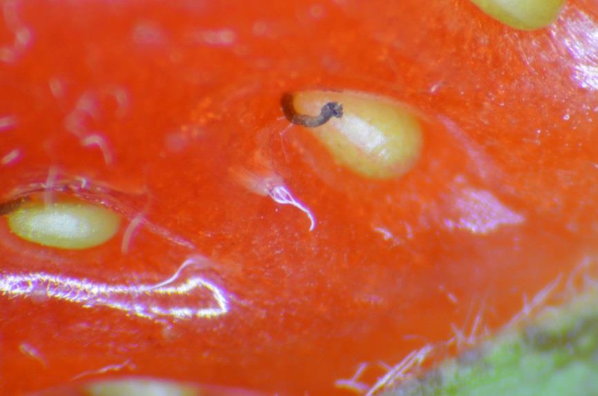 Drosophila suzukii jajo
