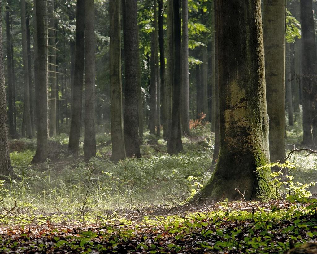 1.8 Lasy Zróżnicowanie elementów środowiska przyrodniczego w województwie łódzkim powoduje występowanie na jego terenie różnorodnej szaty roślinnej.