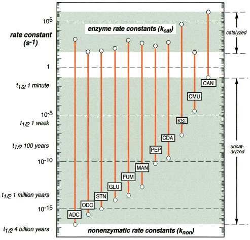 Enzymy Zwiększenie szybkości reakcji (k cat /k non ) uzyskiwane przez enzymy jest w