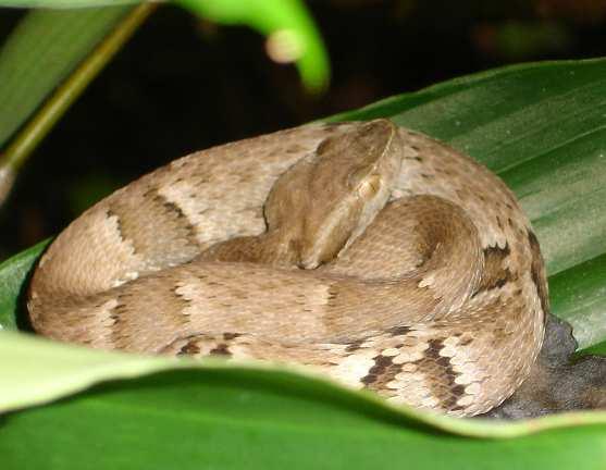 Bothrops jararaca śararaka jest jednym z najbardziej jadowitych węŝy na świecie. śyje w Ameryce ołudniowej. Znacząca część leczonych ukąszeń w Ameryce ołudniowej związana jest z Ŝararaką.