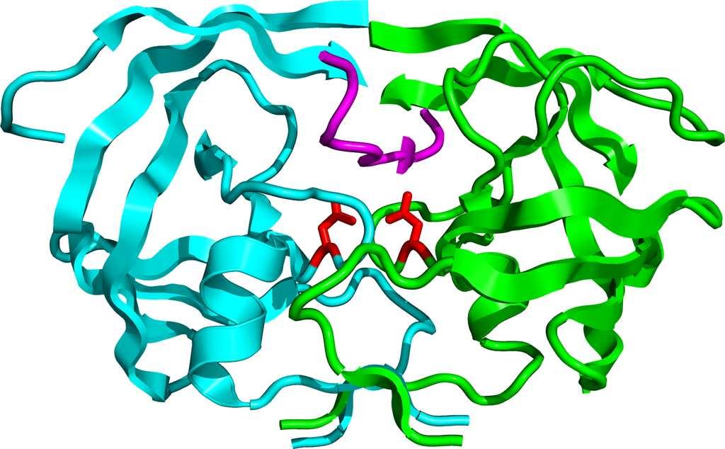 Inhibitory ACE Fosinoprilat jest analogiem produktu przejściowego reakcji enzymatycznej. Fosinopril jest prolekiem. Grupa blokująca funkcję fosfinową jest hydrolizowana in vivo.