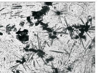 Fazy nieprzezroczyste, 400x, 1N Phot. 10. Opaque phases, 400x, 1N Formy kostkowe faz nieprzeÿroczystych charakterystyczne s¹ dla magnetytu.