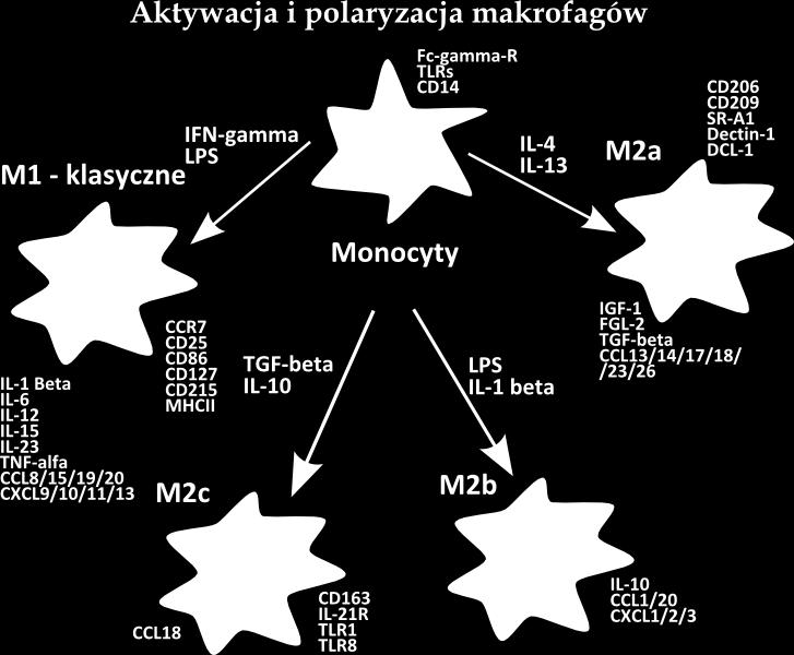 W większości typów nowotworów dominujący typ infiltrujących makrofagów stanowią komórki o fenotypie zbliżonym do makrofagów klasy M2.