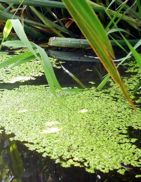 Ocena stanu ekologicznego górnego biegu rzeki Wieprz z zastosowaniem makrofitów... 35 Fot. 8. Rzęsa drobna (Lemna minor), [fot. A.