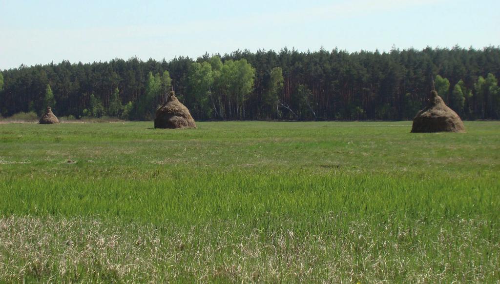 D. Pepłowska-Marczak Monitoring czajki i kszyka w Kampinoskim PN Dyskusja Mimo trendów spadkowych populacji lęgowej czajki w Polsce (Chylarecki 2004; Ławicki i in. 2009; Wylęgała i in.