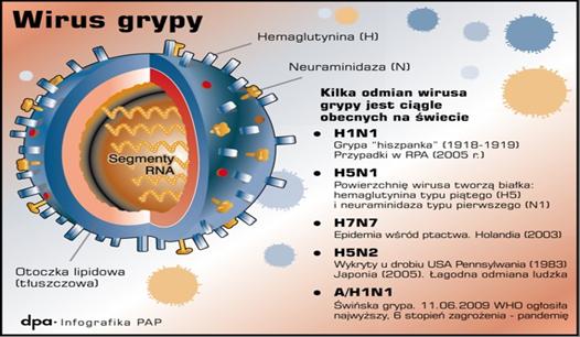 1.b. Epidemiologia. Według szacunków Światowej Organizacji Zdrowia (WHO) na całym świecie na grypę choruje, co roku od 5 do 15% populacji, co oznacza od 330 do 1.