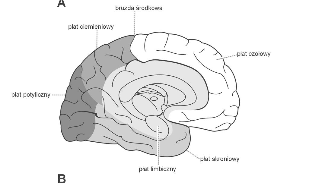 Anatomia płatów czołowych i skroniowych Ryc. 1B. Powierzchnia przyśrodkowa półkuli mózgu z podziałem na klasyczne płaty Ryc. 2A.