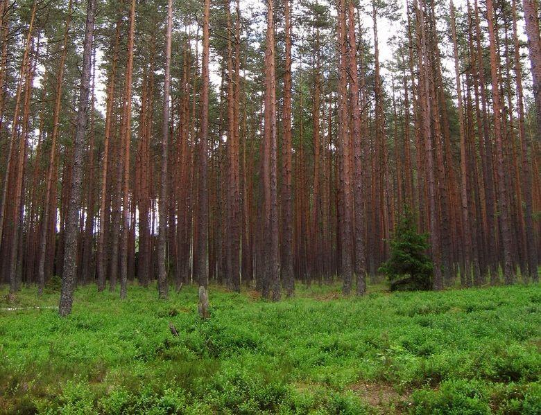 Paradoks Olbersa: do każdego punktu dociera nieskończenie wiele światła nocne niebo powinno