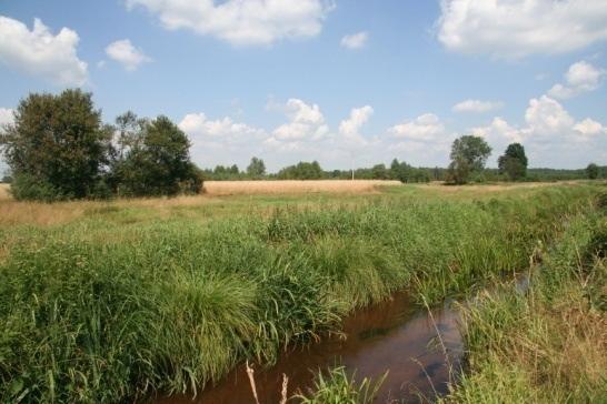 Działanie: Monitoring efektywności