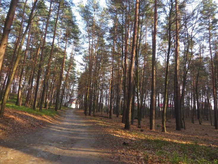 56+060 Trasa rowerowa prowadzona po drodze leśnej, km