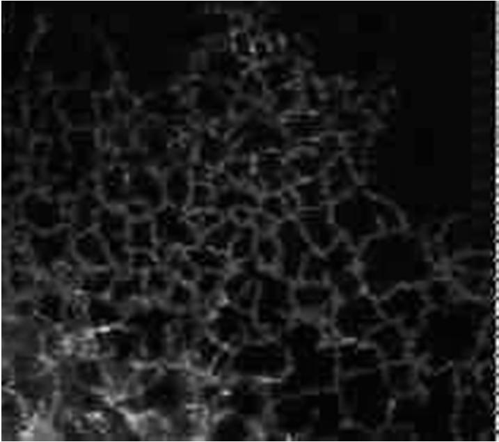 fluorescencyjna ssaczych fibroblastów wybarwionych